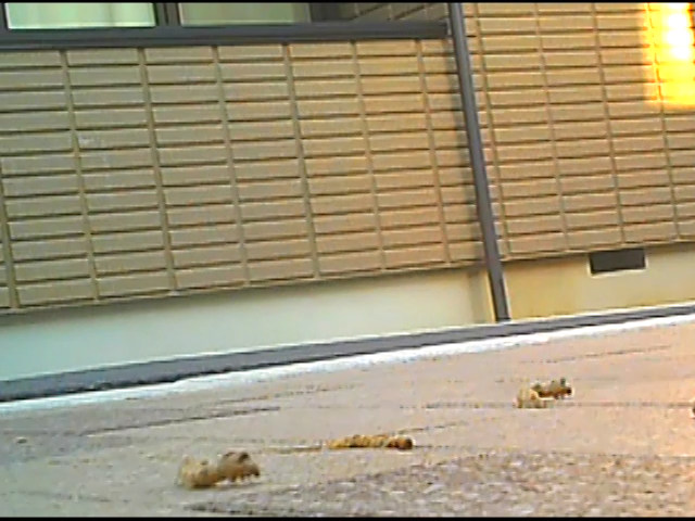 パンプスのつま先やカカトがイモムシを踏み潰す！ | フェチマニアのエロ動画【Data-Base】