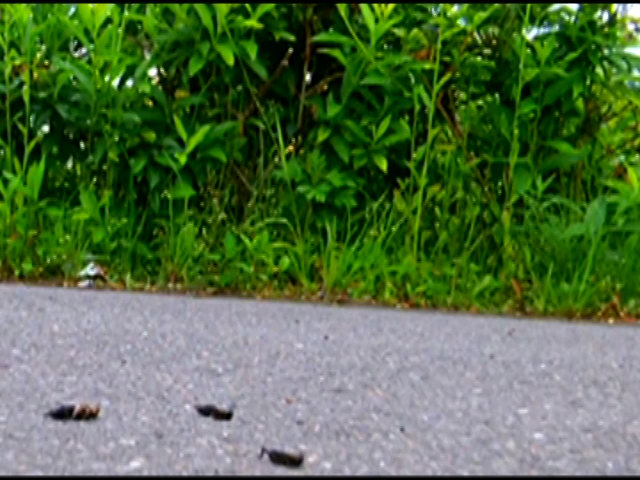 【復刻版】ローファーの下で無残な姿と化すコオロギ！ | フェチマニアのエロ動画【Data-Base】