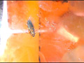 [fumaretai-0054] 黒髪美脚美女が生ストッキングで巨大ゴキブリを踏み潰すのキャプチャ画像 2