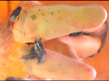 黒髪美脚美女が生ストッキングで巨大ゴキブリを踏み潰す サンプル画像3