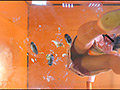 [fumaretai-0055] 巨大ゴキブリを全体重をかけ生ストッキングで踏む！のキャプチャ画像 2
