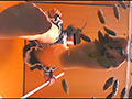 瀬川みおり様が生ストッキングで巨大ゴキブリを踏み潰す サンプル画像1