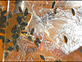 [fumaretai-0056] 瀬川みおり様が生ストッキングで巨大ゴキブリを踏み潰すのキャプチャ画像 4