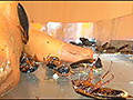 [fumaretai-0056] 瀬川みおり様が生ストッキングで巨大ゴキブリを踏み潰すのキャプチャ画像 6