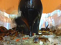 【エロ動画】瑠伊様が巨大ゴキブリの大群をグチャグチャと踏み潰す！のシコれるエロ画像