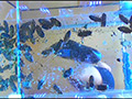 [fumaretai-0057] 瑠伊様が巨大ゴキブリの大群をグチャグチャと踏み潰す！のキャプチャ画像 2