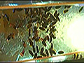 [fumaretai-0057] 瑠伊様が巨大ゴキブリの大群をグチャグチャと踏み潰す！のキャプチャ画像 7