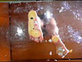 [fumaretai-0059] 美希様がナマ足やハイヒールで踏んだ寿司を食べさせる！のキャプチャ画像 3