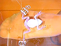 [fumaretai-0060]カエルをグニャリと踏むツキメ様！コオロギ踏みも！