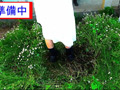 「花のじゅうたん」を踏んで美女がダンス！～涼子様～ 10