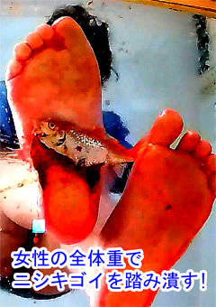 ナマ足＆黒ストッキングでニシキゴイとカエルをグチュグチュと踏み潰す！