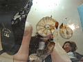 [gekicrush-0002] ハイヒールのカカトで潰されていく輸入カブト虫の幼虫達のキャプチャ画像 7