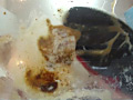 ハイヒールのカカトで念入りに潰されていく高価な輸入カブト虫の幼虫達のサンプル画像14