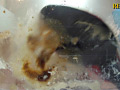 ハイヒールのカカトで潰されていく輸入カブト虫の幼虫達 サンプル画像16