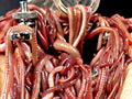 [genki-0043] 蚕桑に纏い雌濁が蚯蚓に螺混 松永香織
