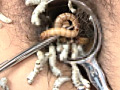 蚕桑に纏い雌濁が蚯蚓に螺混のサンプル画像3
