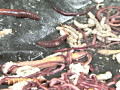 蚕桑に纏い雌濁が蚯蚓に螺混 画像10