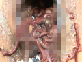 [genki-0052] 蠕蟲に脆い触媒と滲姦に雌獣のキャプチャ画像 8
