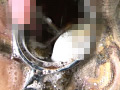 [genki-0055] 泥鰌に奮い淫触と糞膜に潅沃 臼井恵のキャプチャ画像 6