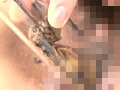 蜚蠊に嗤い蚕桑と膣緩に潰瘍 画像5