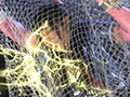 [giga-1585] 爆音戦士ゴーグマン ～背徳の挑戦者～ 川美優香のキャプチャ画像 3