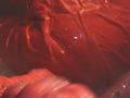 [giga-2172] 美少女戦士チアナイツ 触手怪人丸呑み消化地獄 西内るなのキャプチャ画像 3
