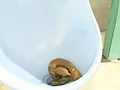 脱糞セレブ14