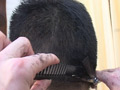 [jams-0176] 断髪！剃髪！！ヘアーフェチ セツナのキャプチャ画像 10