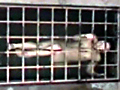 水獄2 瀕死の水責め拷問のサンプル画像13