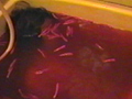 唐辛子風呂で昏倒のサンプル画像15