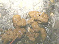 [kisyu-0215] 野糞 ギャルの野糞を徹底解剖3のキャプチャ画像 5
