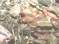 野糞 ギャルの野糞を徹底解剖2のサンプル画像10