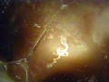 Digest Image 14