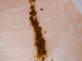 スレンダー なぎさちゃんのモリモリ自然糞と大量残便 サンプル画像13
