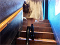 Capture-Image