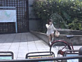 [radix-0788] 女装子のつぼみ マリちゃん Hな軟体・デカマラ娘のキャプチャ画像 6