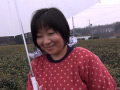 [ruby-0573] 狭山の茶畑でお茶を摘むお母さん 堀池忍のキャプチャ画像 1