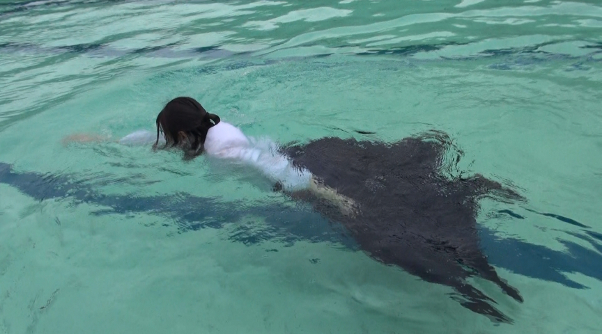 三つ巴部活着水泳 画像2