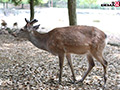 奈良で捕まえた超絶オドオドビクビクデカちち子ちゃん