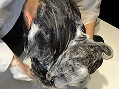 黒髪スーパーロングヘアOL 男性上司と退勤後の密会シャンプー
