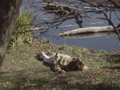 Capture-Image