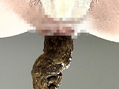 ビデオ・インターナショナル：videointer-0112