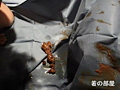 マングリ返し浣腸玉糞排泄 サンプル画像9
